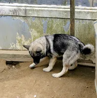 AKC - BLUE, a female Norwegian Elkhound for sale in Jerusalem, OH – 4 of 4