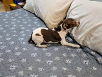 Ziva - Rat Terrier , a female Rat Terrier for sale in Jerusalem, OH – 2 of 10