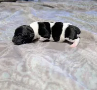 Venus - TRT, a male Rat Terrier for sale in Jerusalem, OH – 1 of 8