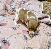 ZIVA, a female Rat Terrier for sale in Jerusalem, OH – 5 of 6