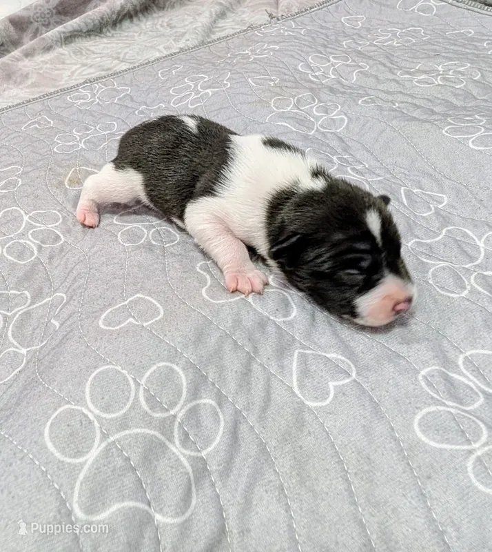 Screech  – Rat Terrier puppy for sale in Jerusalem, OH