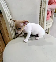 AKC - Johnny - TRT, a male Rat Terrier for sale in Jerusalem, OH – 3 of 8