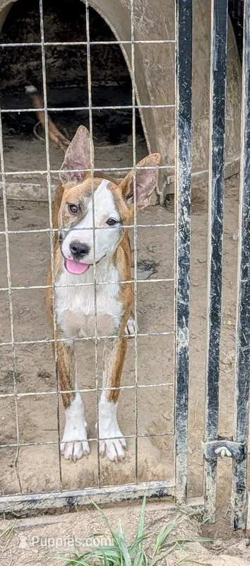 Ellen – Siberian Husky, American Pit Bull Terrier puppy for sale in Jerusalem, OH