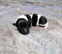 Venus - TRT, a male Rat Terrier for sale in Jerusalem, OH – 5 of 8