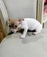 AKC - Johnny - TRT, a male Rat Terrier for sale in Jerusalem, OH – 6 of 8