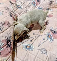 ABBY, a female Rat Terrier for sale in Jerusalem, OH – 5 of 7