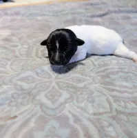 Les - TRT, a male Rat Terrier for sale in Jerusalem, OH – 6 of 8