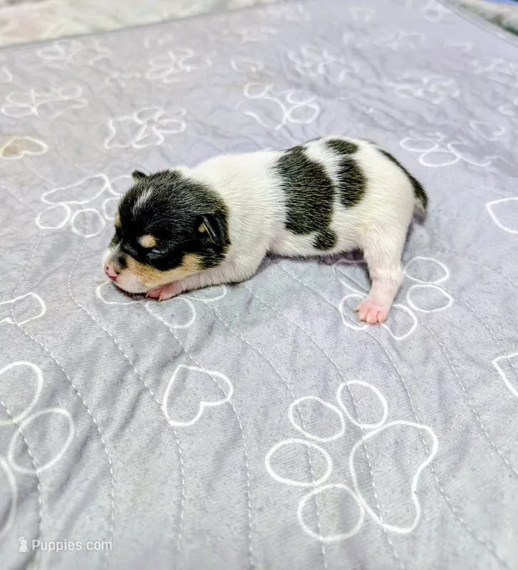 Lisa – Rat Terrier puppy for sale in Jerusalem, OH
