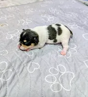 Lisa, a female Rat Terrier for sale in Jerusalem, OH – 1 of 5