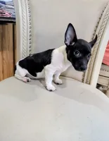 AKC - Venus - TRT, a male Rat Terrier for sale in Jerusalem, OH – 4 of 8