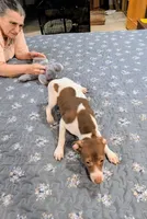 Ziva - Rat Terrier , a female Rat Terrier for sale in Jerusalem, OH – 8 of 10