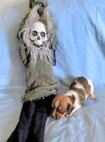 Animal , a male Miniature Dachshund for sale in Jerusalem, OH – 9 of 9