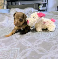 Gibbs, a male Rat Terrier for sale in Jerusalem, OH – 2 of 10