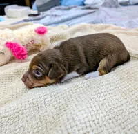 Jason - Mini Rat , a male Rat Terrier for sale in Jerusalem, OH – 5 of 9