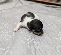 Harvey - TRT, a male Rat Terrier for sale in Jerusalem, OH – 9 of 10