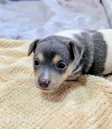 Freddy - Mini Rat  – Rat Terrier puppy for sale in Jerusalem, OH