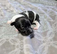 AKC - Venus - TRT, a male Rat Terrier for sale in Jerusalem, OH – 8 of 10