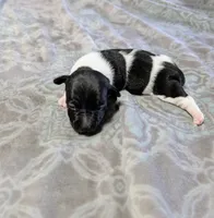 AKC - Venus - TRT, a male Rat Terrier for sale in Jerusalem, OH – 7 of 10