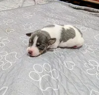 Jim, a male Rat Terrier for sale in Jerusalem, OH – 9 of 9
