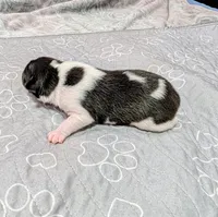 Screech , a male Rat Terrier for sale in Jerusalem, OH – 7 of 10