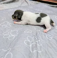 Louis - TRT , a male Rat Terrier for sale in Jerusalem, OH – 10 of 10