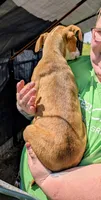 Mary, a female Siberian Husky and American Pit Bull Terrier for sale in Jerusalem, OH – 2 of 2