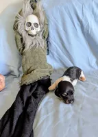 Beaker, a male Miniature Dachshund for sale in Jerusalem, OH – 9 of 9