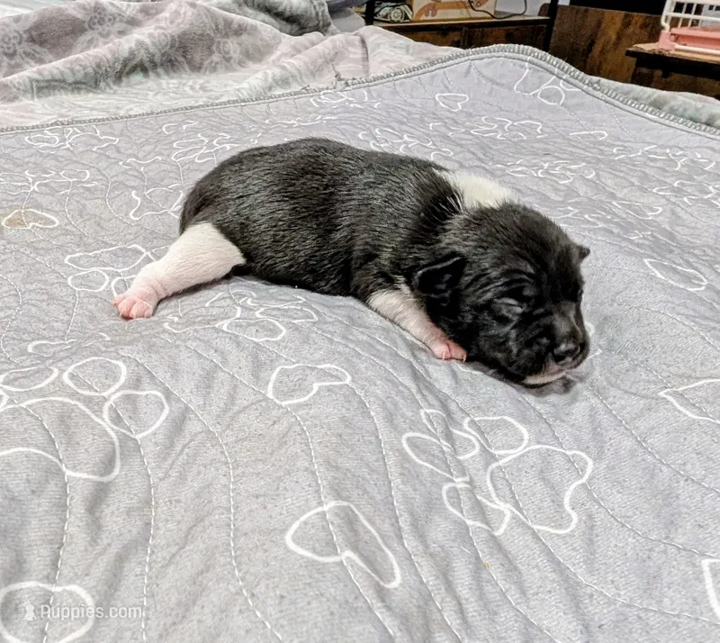Kelly  – Rat Terrier puppy for sale in Jerusalem, OH