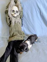 Fozzie, a male Miniature Dachshund for sale in Jerusalem, OH – 2 of 5