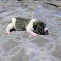 Bailey - TRT, a female Rat Terrier for sale in Jerusalem, OH – 1 of 8