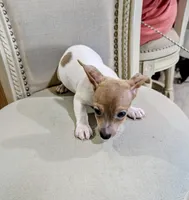 AKC - Johnny - TRT, a male Rat Terrier for sale in Jerusalem, OH – 7 of 8
