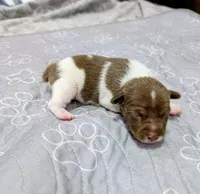 Zack , a male Rat Terrier for sale in Jerusalem, OH – 1 of 9