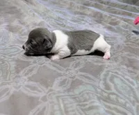 AKC - Bailey - TRT, a female Rat Terrier for sale in Jerusalem, OH – 2 of 10