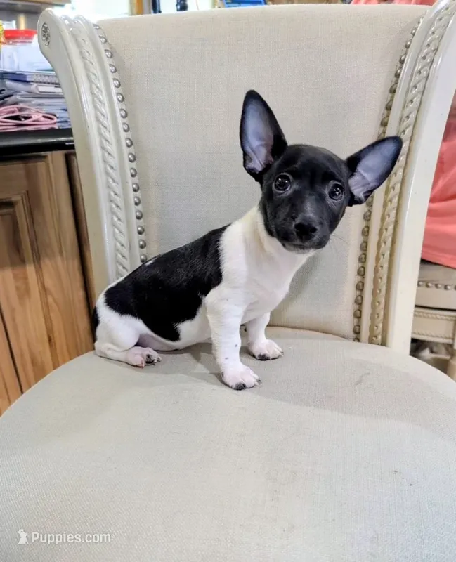 AKC - Venus - TRT – Rat Terrier puppy for sale in Jerusalem, OH