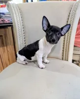AKC - Venus - TRT, a male Rat Terrier for sale in Jerusalem, OH – 1 of 8