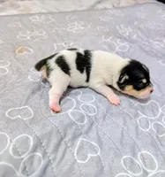 Lisa, a female Rat Terrier for sale in Jerusalem, OH – 3 of 5