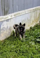 AKC - TURQUOISE, a female Norwegian Elkhound for sale in Jerusalem, OH – 2 of 4