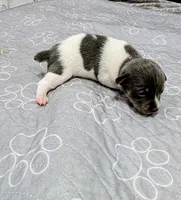 Rachel - TRT , a female Rat Terrier for sale in Jerusalem, OH – 3 of 10
