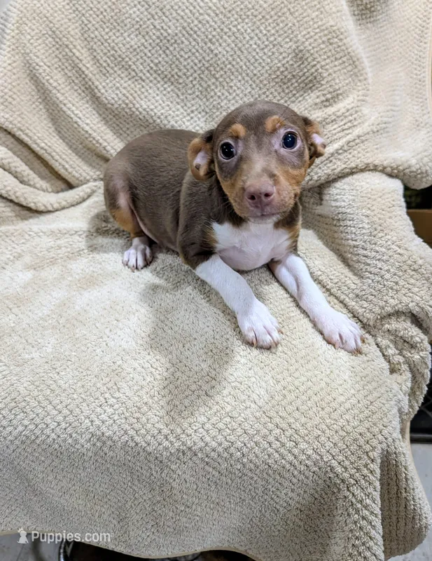 Jason - Mini Rat  – Rat Terrier puppy for sale in Jerusalem, OH