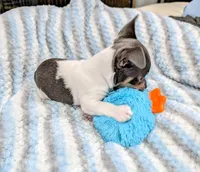 Peter-TRT, a male Rat Terrier for sale in Jerusalem, OH – Photo 4 of 10