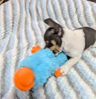 Peter-TRT, a male Rat Terrier for sale in Jerusalem, OH – Photo 3 of 10