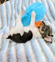 Peter-TRT, a male Rat Terrier for sale in Jerusalem, OH – Photo 10 of 10