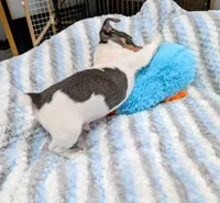 Peter-TRT, a male Rat Terrier for sale in Jerusalem, OH – Photo 8 of 10