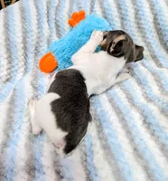 Peter-TRT, a male Rat Terrier for sale in Jerusalem, OH – Photo 7 of 10