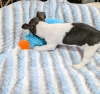 Peter-TRT, a male Rat Terrier for sale in Jerusalem, OH – Photo 5 of 10