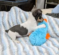 Peter-TRT, a male Rat Terrier for sale in Jerusalem, OH – Photo 2 of 10