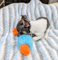 Peter-TRT, a male Rat Terrier for sale in Jerusalem, OH – Photo 6 of 10