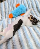 Peter-TRT, a male Rat Terrier for sale in Jerusalem, OH – Photo 9 of 10