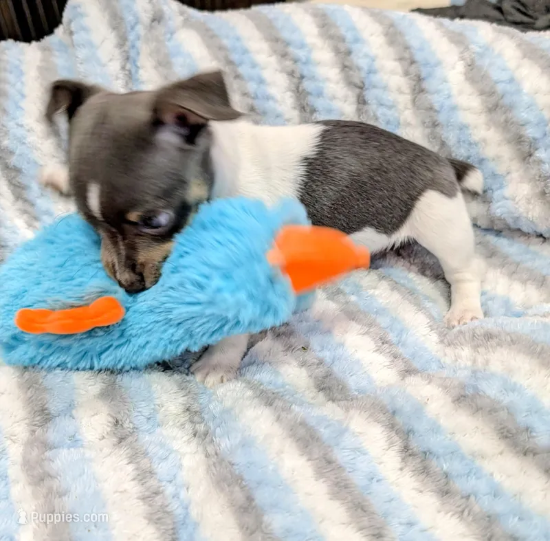 Peter-TRT, a male Rat Terrier for sale in Jerusalem, OH – Photo 1 of 10