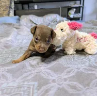 Gibbs, a male Rat Terrier for sale in Jerusalem, OH – 6 of 10